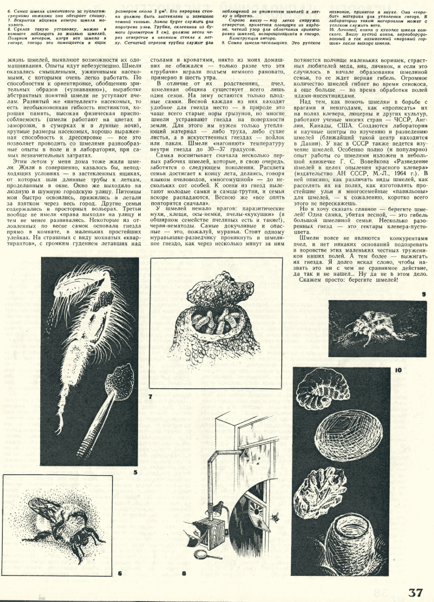Внимание — шмели. В.С. Гребенников. Знание — сила, 1970, №8, с.36-37. Фотокопия №2