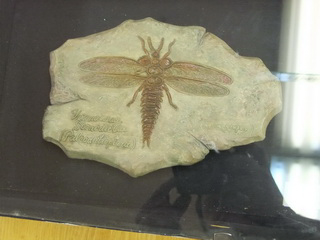 Биослепок <q>Ископаемая Stenodicta (Paleodictioptera)</q>