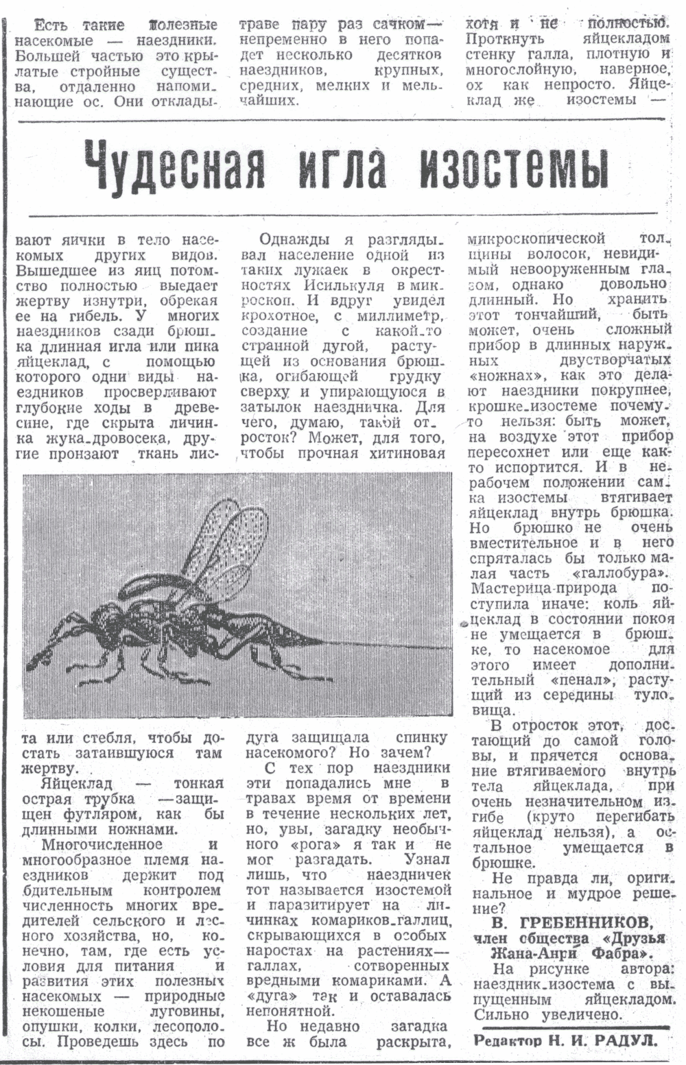 Чудесная игла изостемы. В.С. Гребенников. Знамя (Исилькульский р-н, Омской обл.), 17.10.1978.
