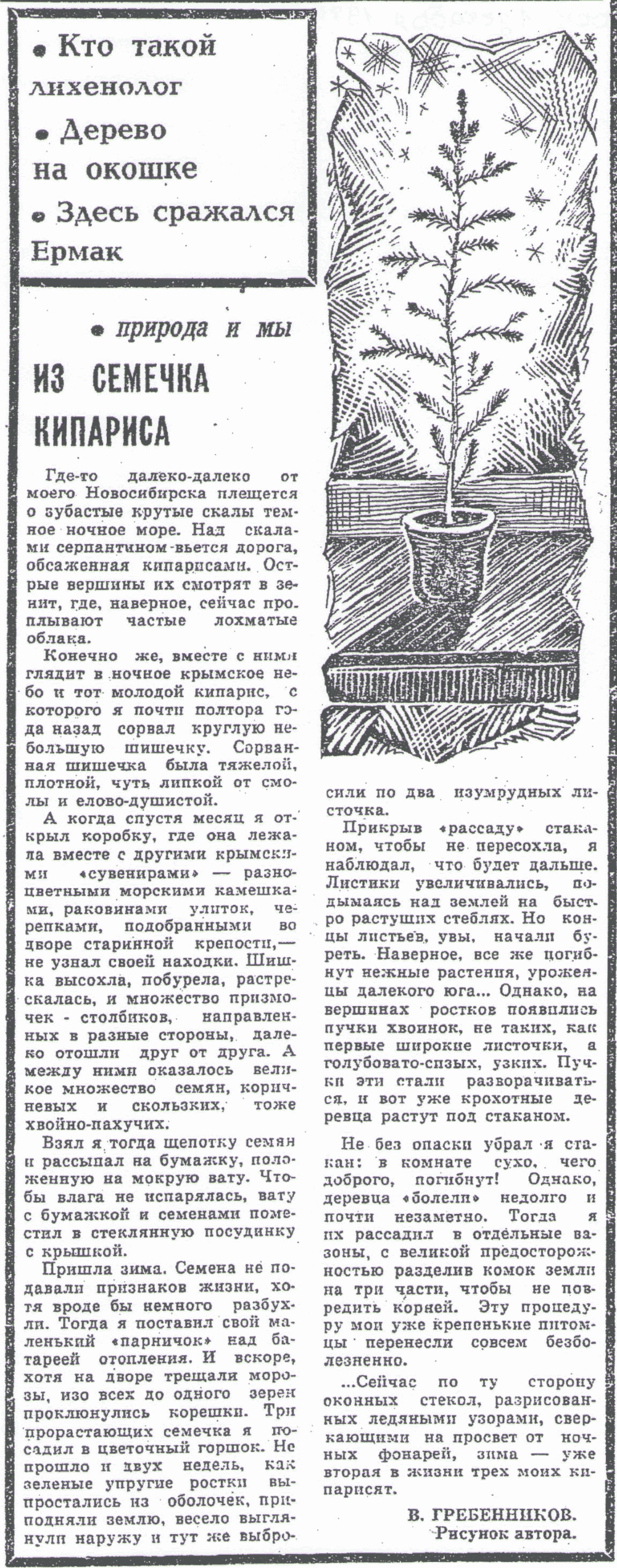 Из семечка кипариса. В.С. Гребенников. Вечерний Новосибирск, 01.12.1979.