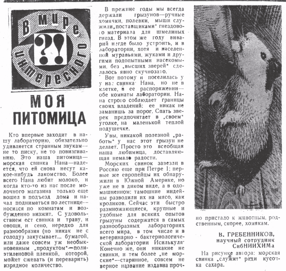 Моя питомица. В.С. Гребенников. Знамя (Исилькульский р-н, Омской обл.), 05.11.1974.