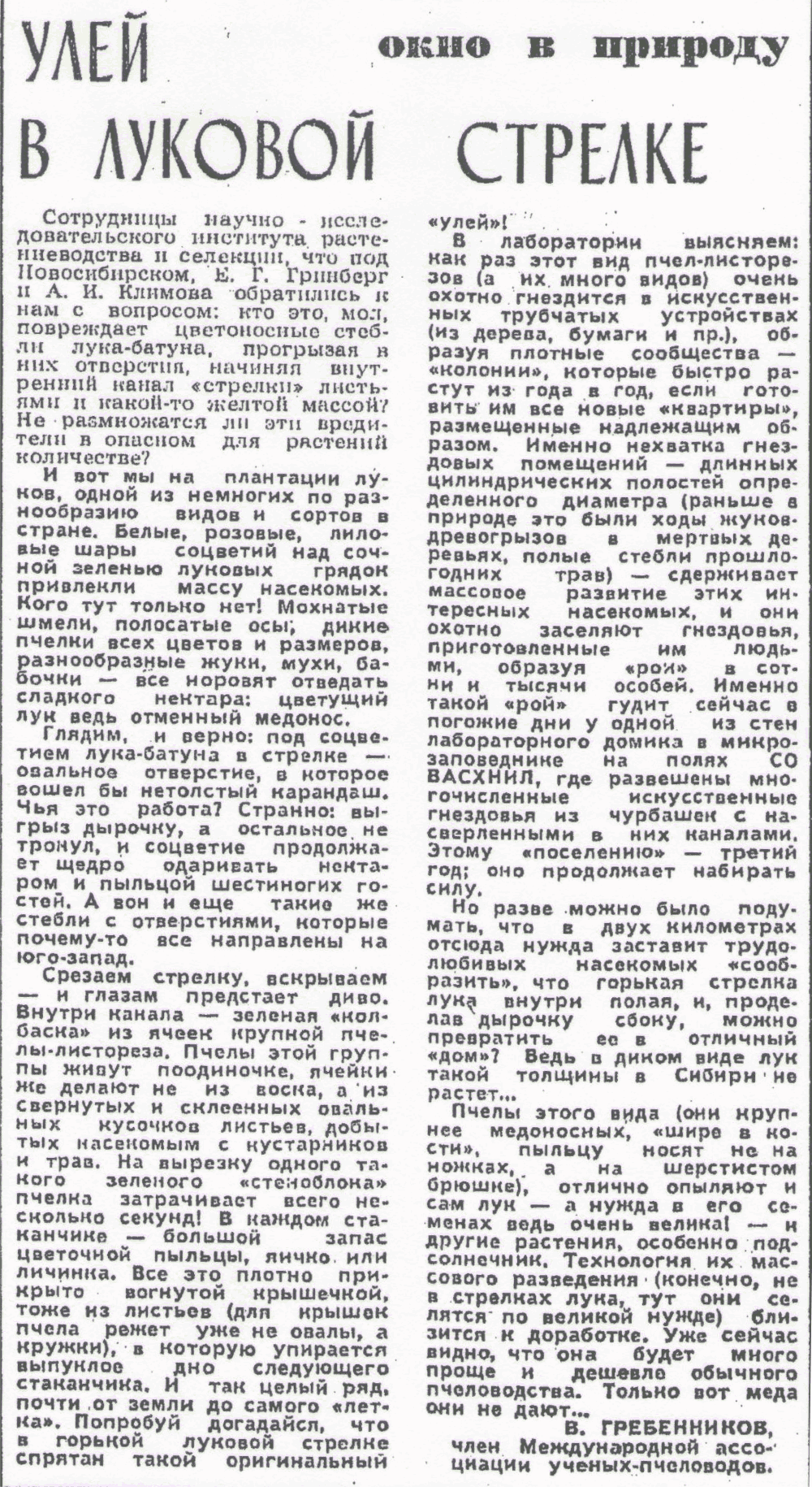 Улей в луковой стрелке. В.С. Гребенников. Вечерний Новосибирск, 07.08.1981.